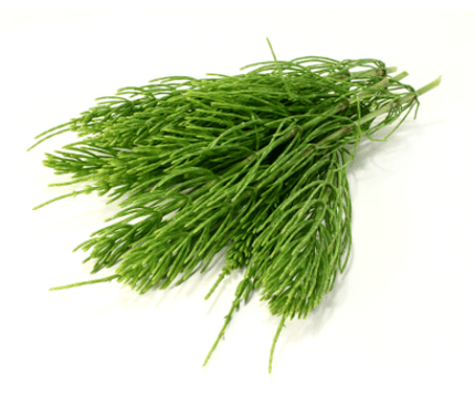 zsurló kivonat NEOfloraxban